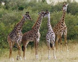 V Jihlavě by měly být žirafy