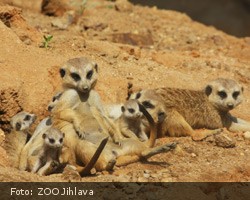 Zábavné surikaty v Zoo Jihlava