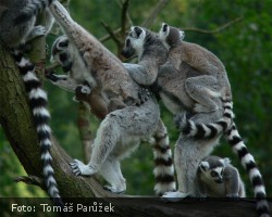 Lemur Kata - Jihlavská zoo