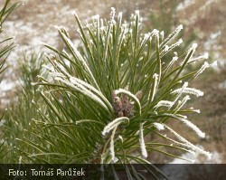 Borovice - vánoční stromek - větvička