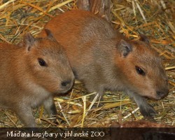 Kapybary v jihlavské ZOO