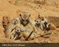 Surikata v Jihlavské ZOO