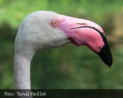 Plameňák růžový v jihlavské ZOO