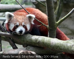 Panda červená v jihlavské ZOO