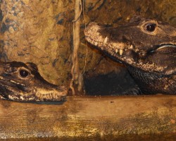 Mláďata krokodýlů se vylíhnou kolem vánoc