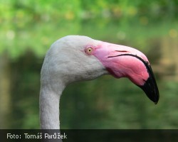 Plameňák hlava makro v ZOO