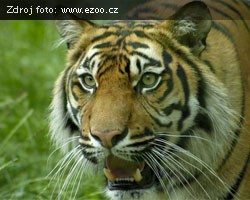 Tygr Sumaterský v ZOO Jihlava