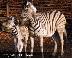 ZOO Jihlava - Zebra damarská